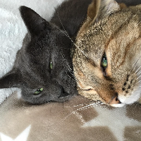 Photo of Luna & Cookie  (Other)