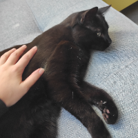 Photo of Sifte (Other)