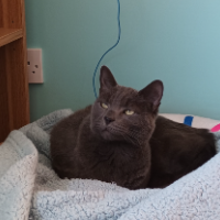 Photo of Rascal  (Other)