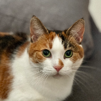 Photo of Haruna (Moggy)