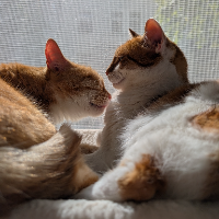 Photo of Pauli & Tjelle (Tabby)