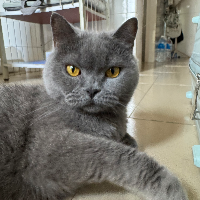 Photo of meimei (British Shorthair)