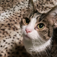 Photo of Skitzo (Other)