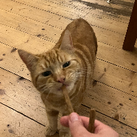 Photo of Nugget (Other)