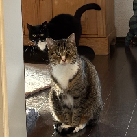 Photo of Izzy& Arizona (Other)