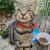Photo of Lorenzo (British Shorthair)