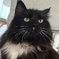 Photo of Loki (Other)