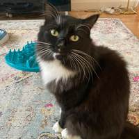 Photo of Brian (British Shorthair)