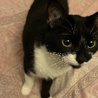 Photo of Keana my new baby  (Moggy)