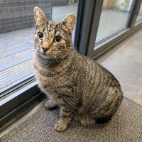 Photo of Duck (Tabby)