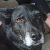 Photo of Jasper (Other)