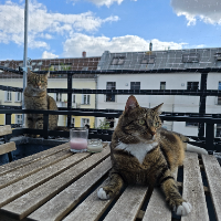 Photo of Kitty&Cleo (Other)