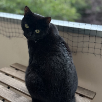 Photo of Cat (Other)