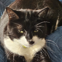 Photo of George  (British Shorthair)