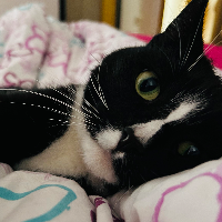 Photo of Carlo <3 (Moggy)