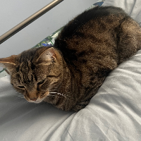 Photo of Ralph (Tabby)