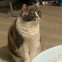 Photo of Ruby (British Shorthair)