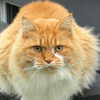 Photo of Shaggy  (Maine Coon)