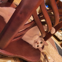 Photo of Maya (Tabby)