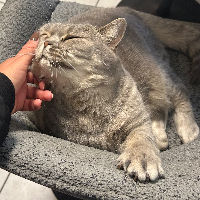 Photo of Kessy (British Shorthair)