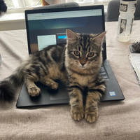 Photo of Brenda (Tabby)