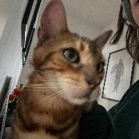 Photo of Polo  (Bengal)