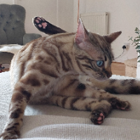 Photo of Bell  (Bengal)