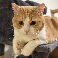 Photo of Nacho (British Shorthair)