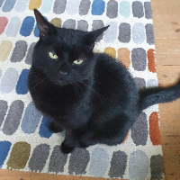 Photo of Haggis (British Shorthair)