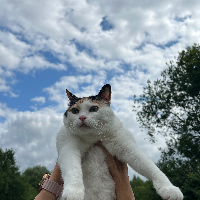 Photo of Tofu (Other)