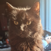 Photo of Lennox (Other)