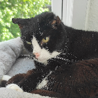 Photo of Felix (Moggy)