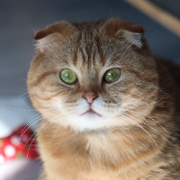 Photo of Odin (Other)