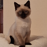 Photo of Chino♥ Was ein quirliger, neugieriges Kerlchen (Siamese)