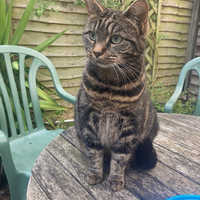 Photo of Rosie (British Shorthair)