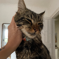 Photo of George (Moggy)