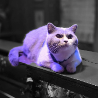 Photo of Horus (British Shorthair)