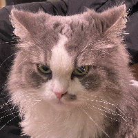 Photo of Ferdl  (Other)