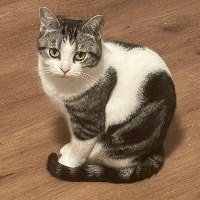 Photo of Musiala (Other)