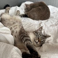 Photo of Bertie (and Duke) (Moggy)