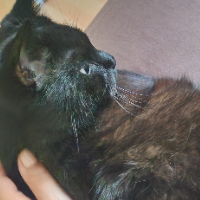 Photo of Lui (Moggy)