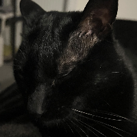 Photo of Mochi (Other)