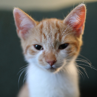 Photo of Toast (Tabby)