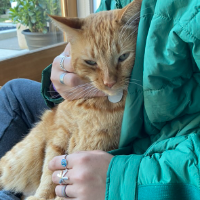 Photo of George (Tabby)