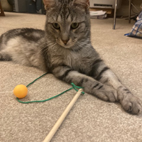 Photo of Theo (British Shorthair)