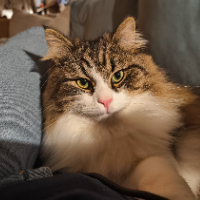 Photo of Smoky (Other)