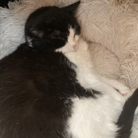 Photo of McBride (British Shorthair)