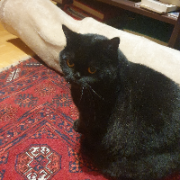 Photo of Chyara (British Shorthair)