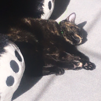 Photo of Kitkat (my cat) (Other)