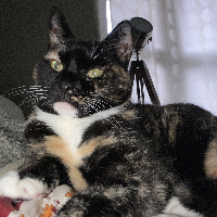 Photo of Lulu (Moggy)